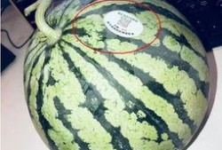 彩虹吃瓜的其他网红,揭秘网红圈的那些事儿